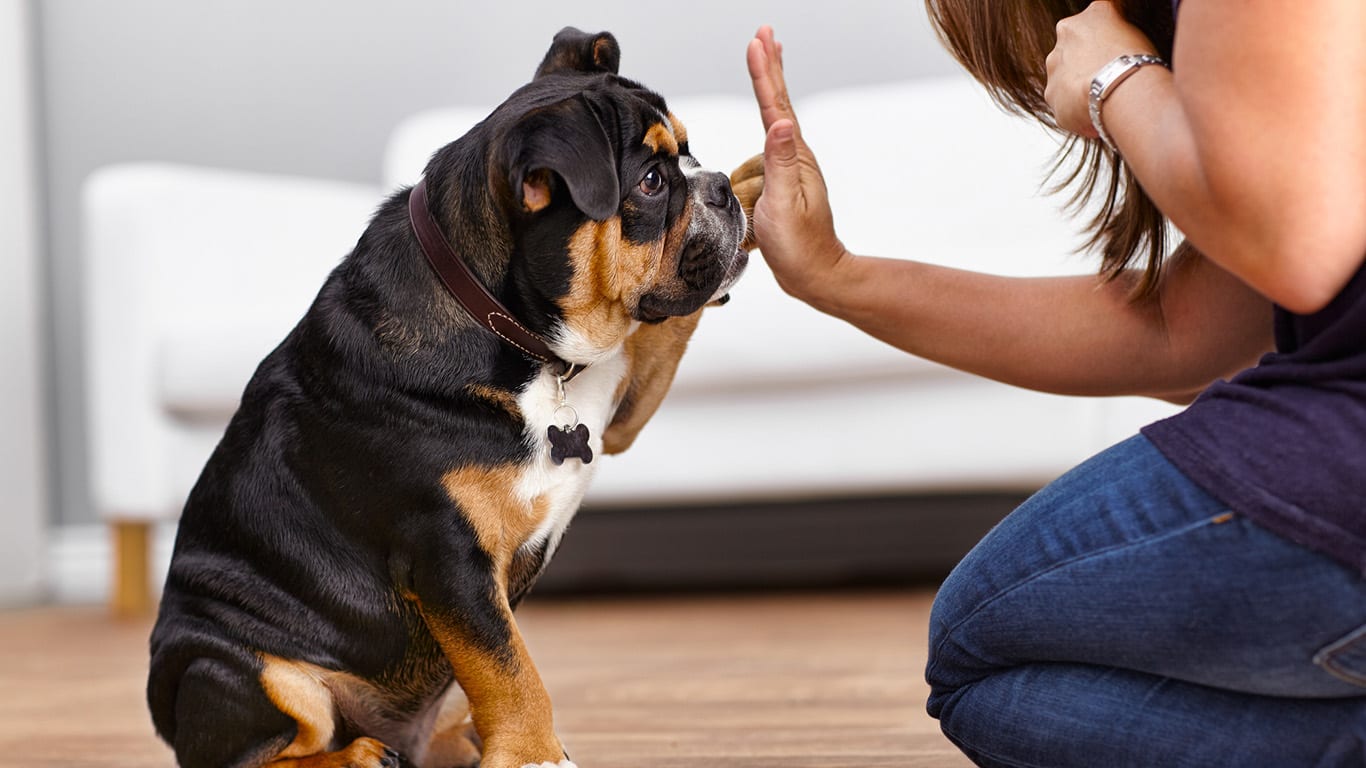 Dog licking outlet paws raw